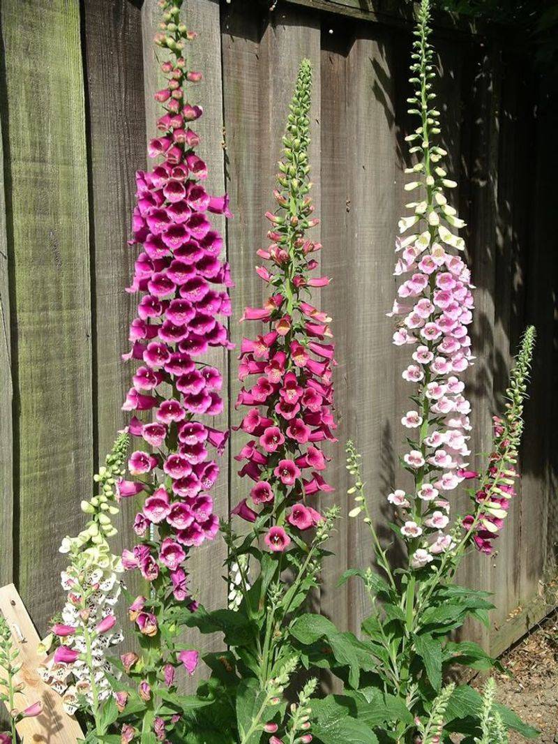 Foxglove