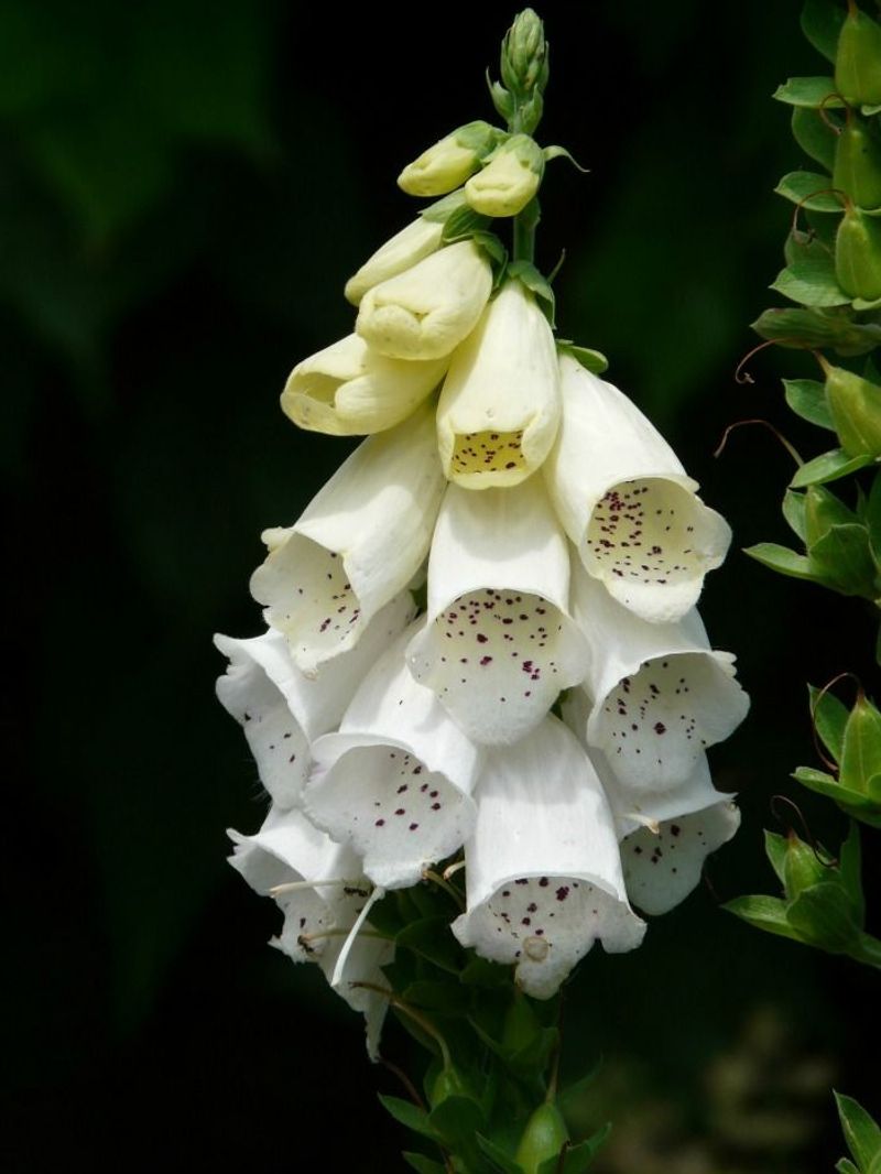 Foxglove
