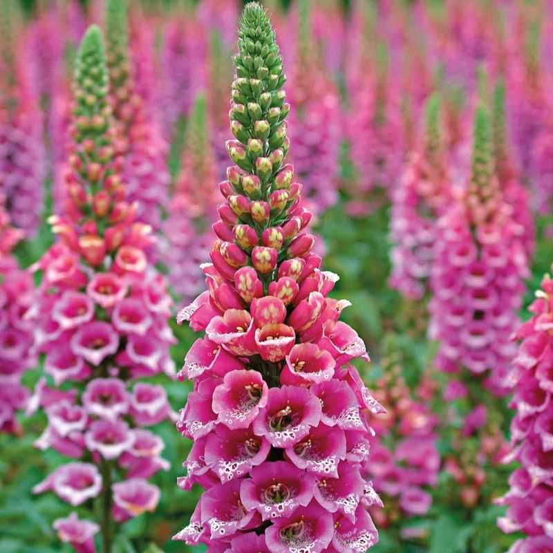 Foxglove (Digitalis purpurea)