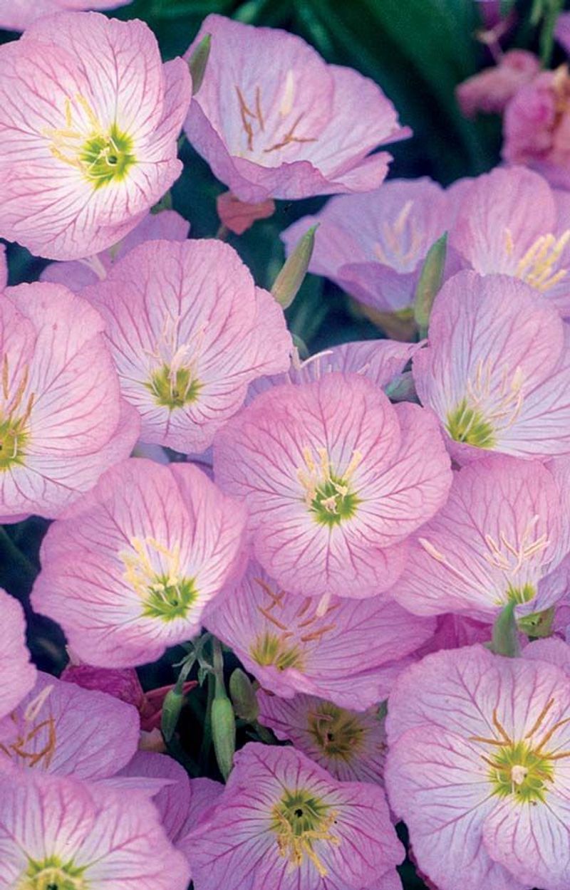 Fragrant Evening Primrose