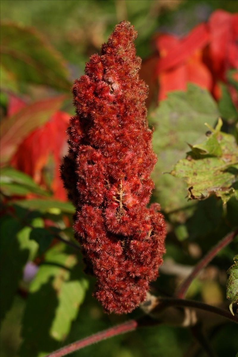 Fragrant Sumac