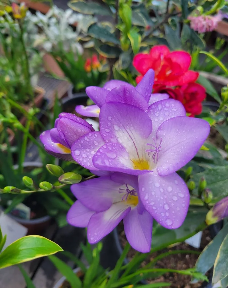 Freesia