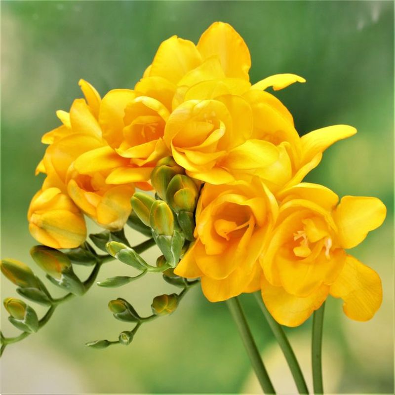 Freesia