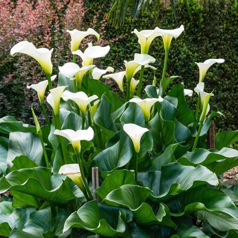 Calla Lily