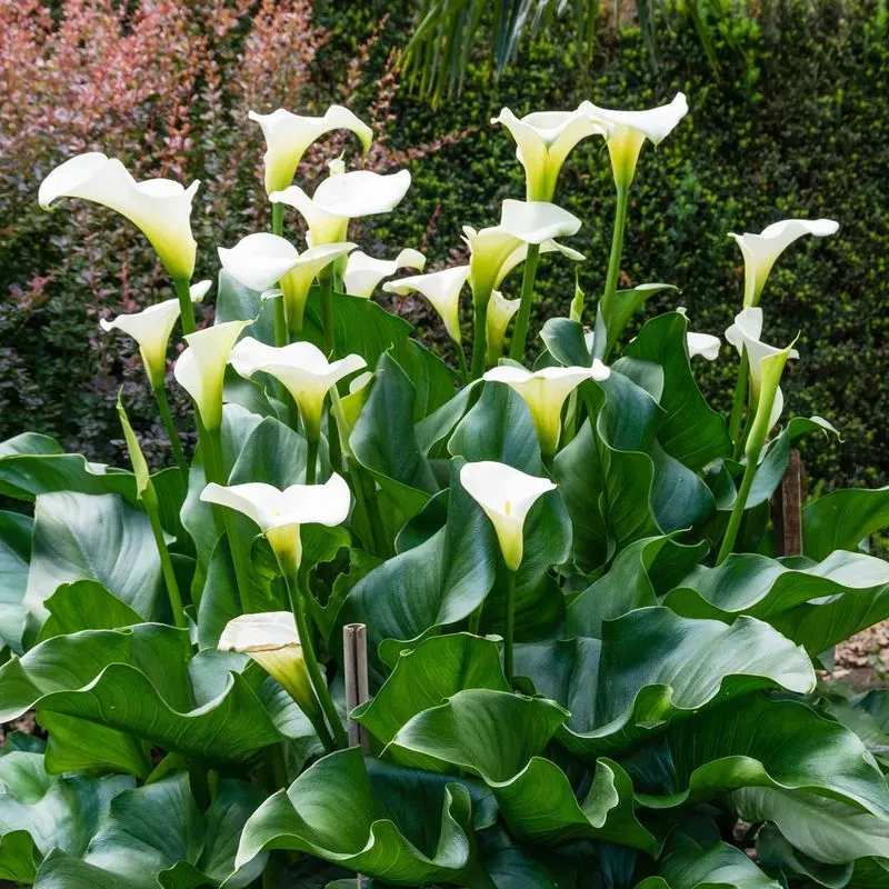 Calla Lily