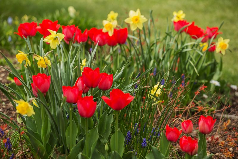Tulip