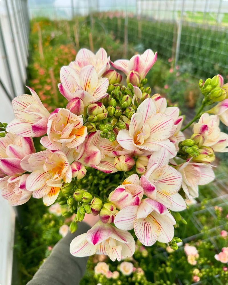Freesia