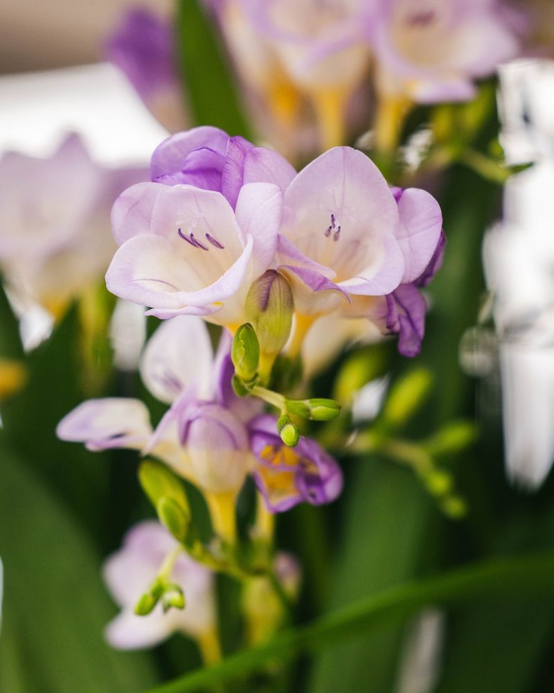 Freesia
