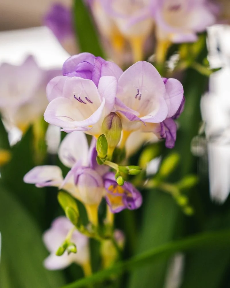 Freesia