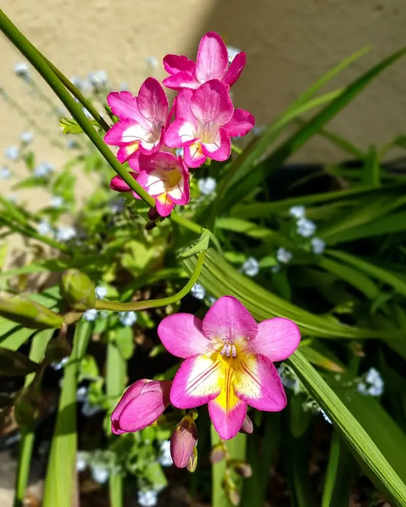 Freesia