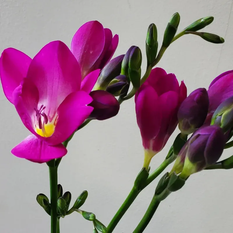 Freesia