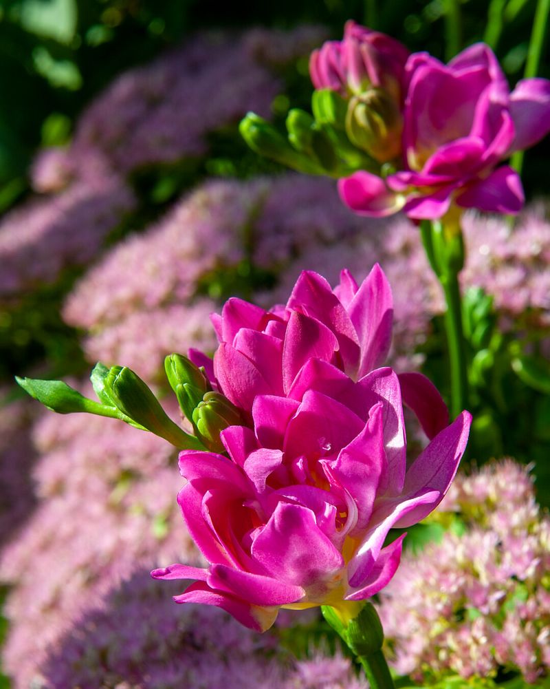Freesias