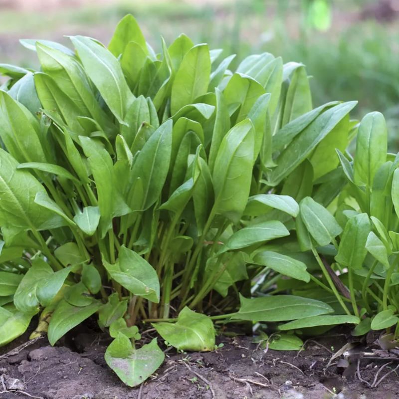 French Sorrel