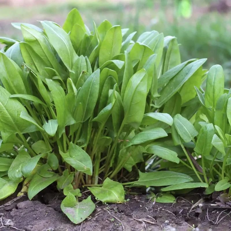 French Sorrel