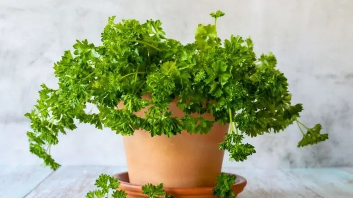 Fresh Picks, No Raised Beds: 12 June-Friendly Veggies and Herbs