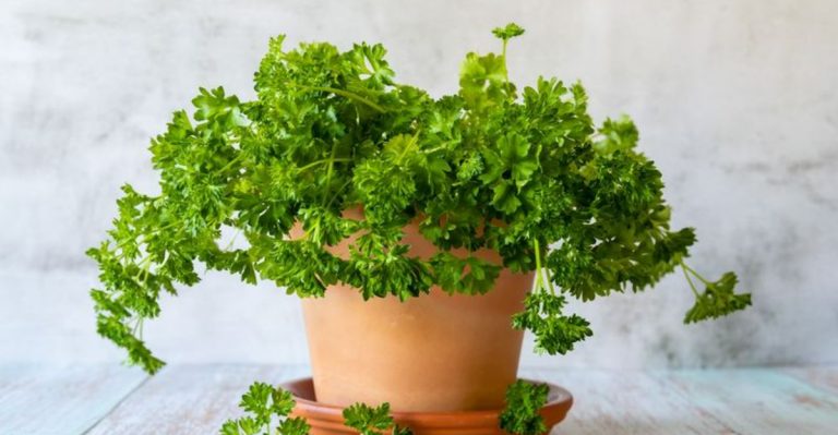 Fresh Picks, No Raised Beds: 12 June-Friendly Veggies and Herbs