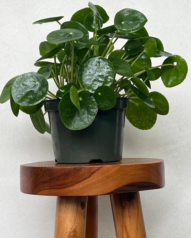 Friendship Plant
