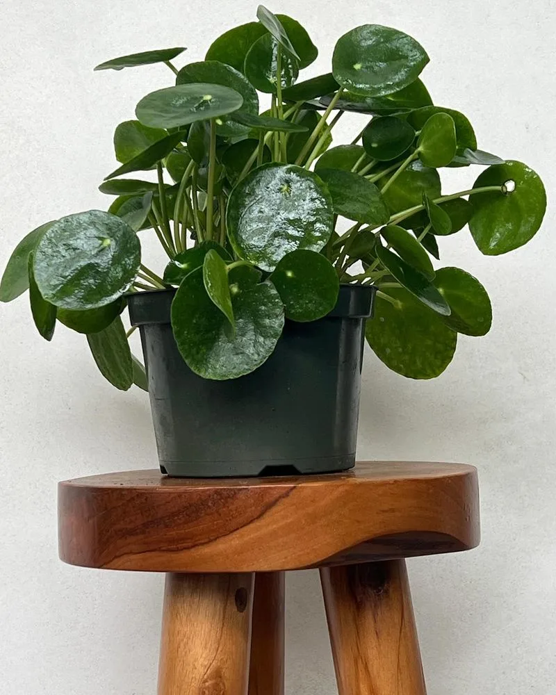 Friendship Plant