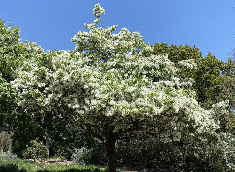 Fringe Tree