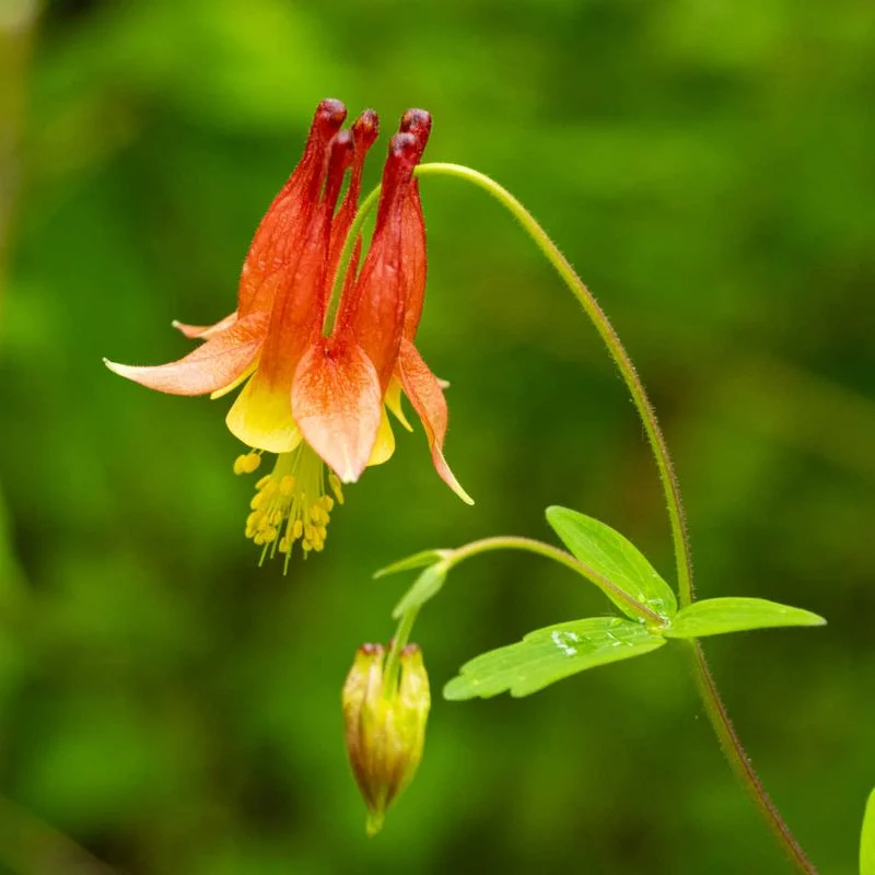 Eastern Red Columbine