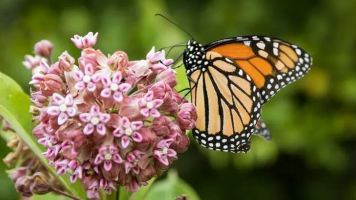 From Tiny to Towering: 10 Fascinating Native Plants for Your June Garden Ecosystem