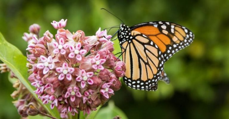 From Tiny to Towering: 10 Fascinating Native Plants for Your June Garden Ecosystem
