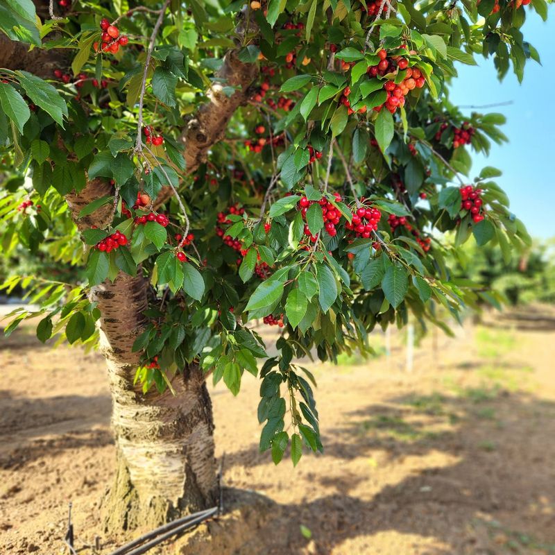 Fruit Tree Corner
