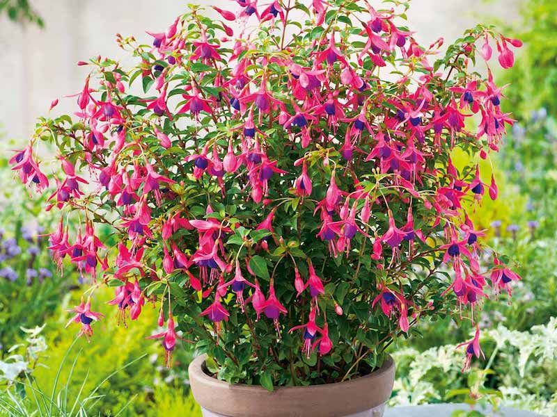 Fuchsia