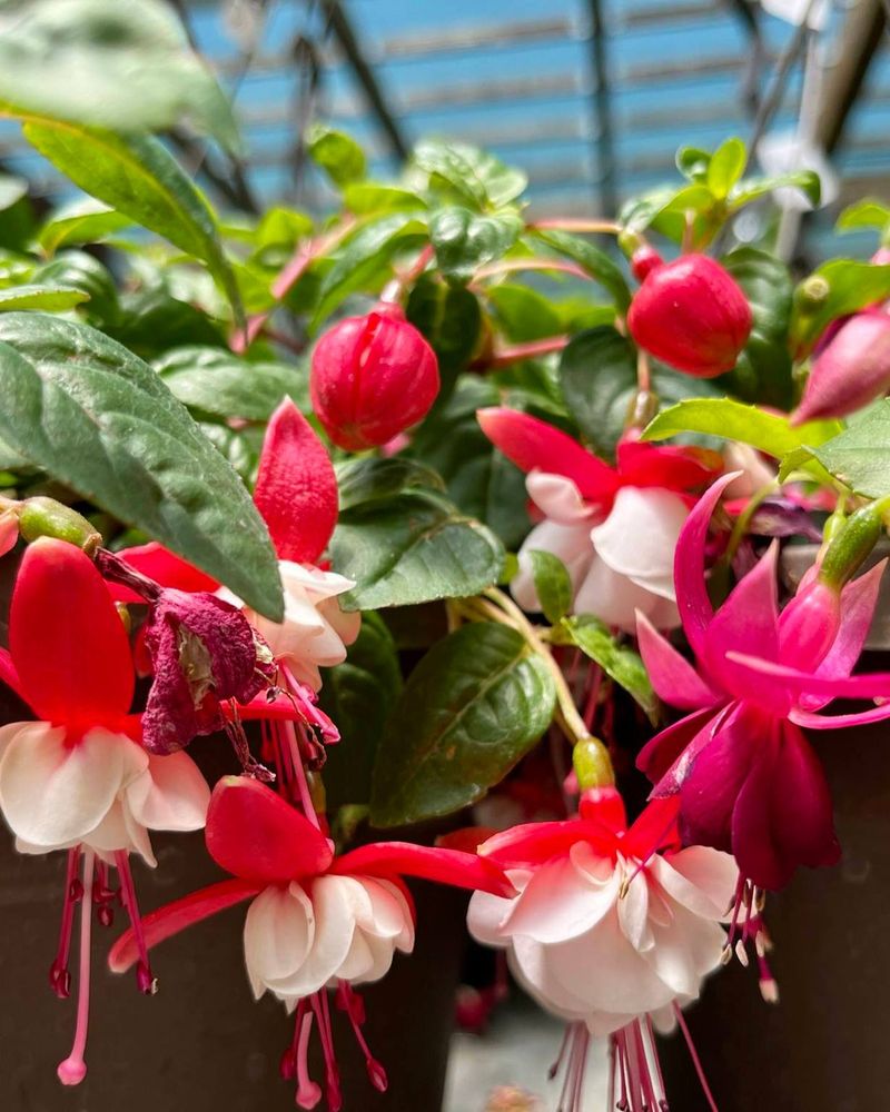 Fuchsia