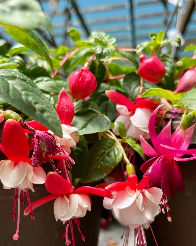 Fuchsia