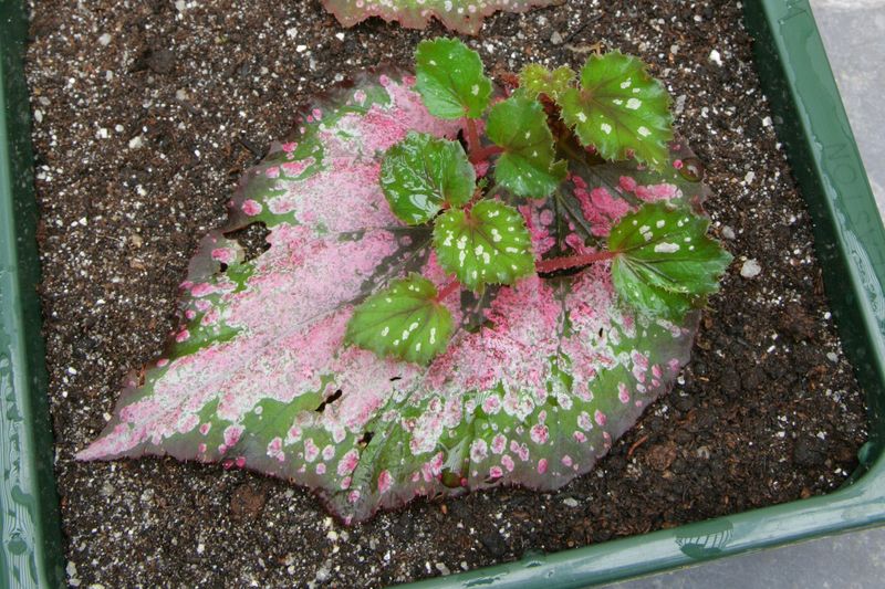 Begonia