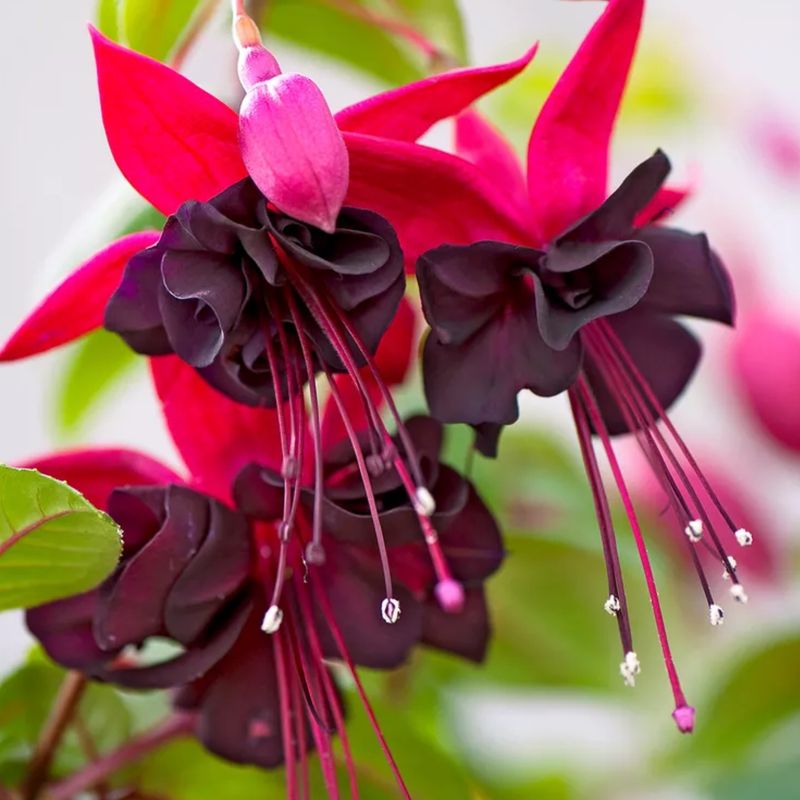 Fuchsia