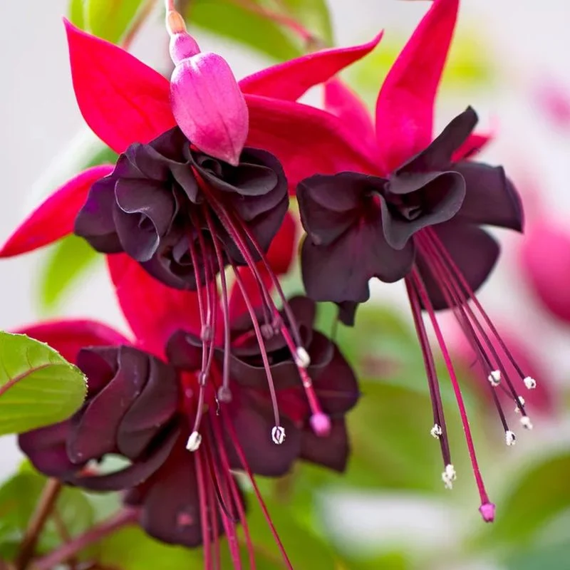 Fuchsia
