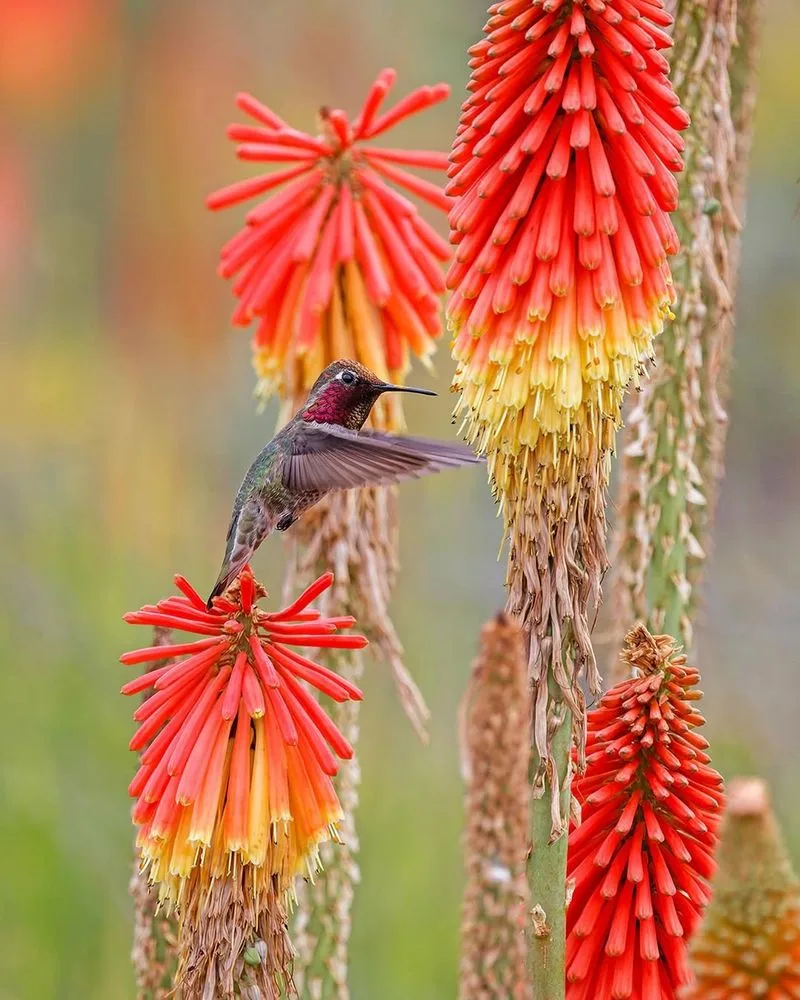 Red Hot Poker