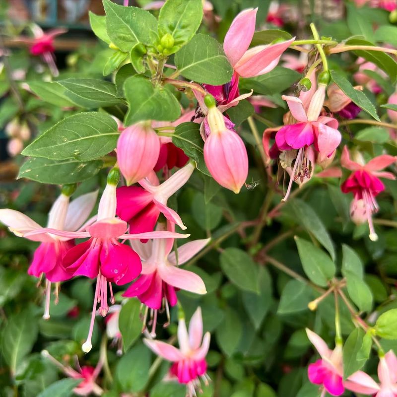 Fuchsia