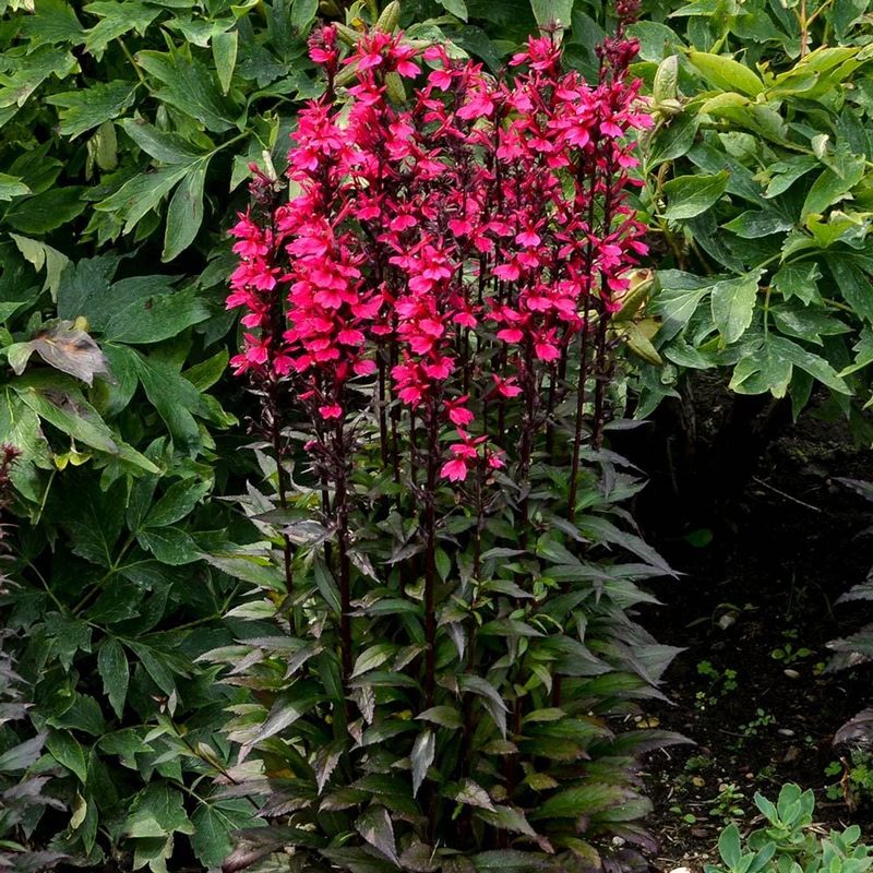 Fuchsia and Lobelia