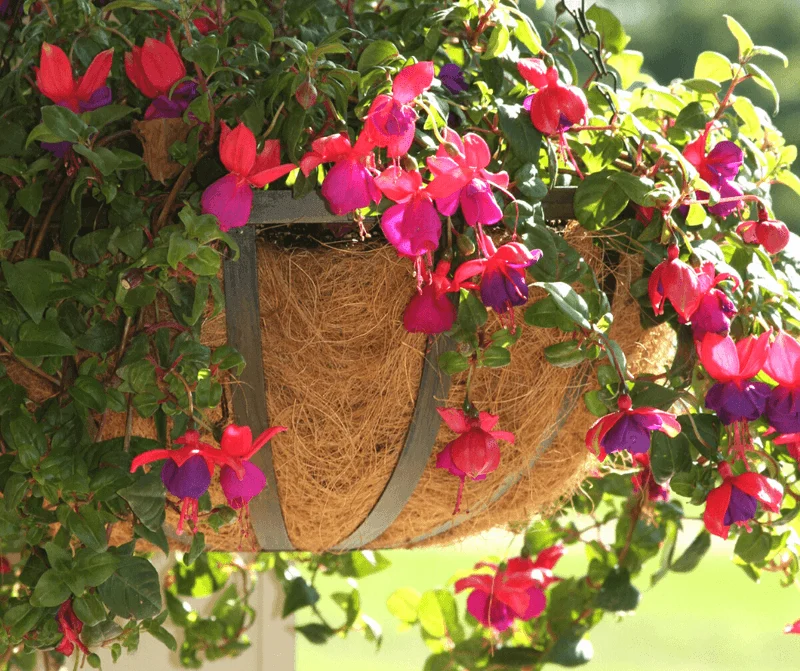 Fuchsia