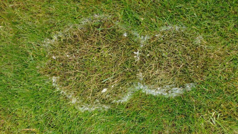 Fusarium Patch