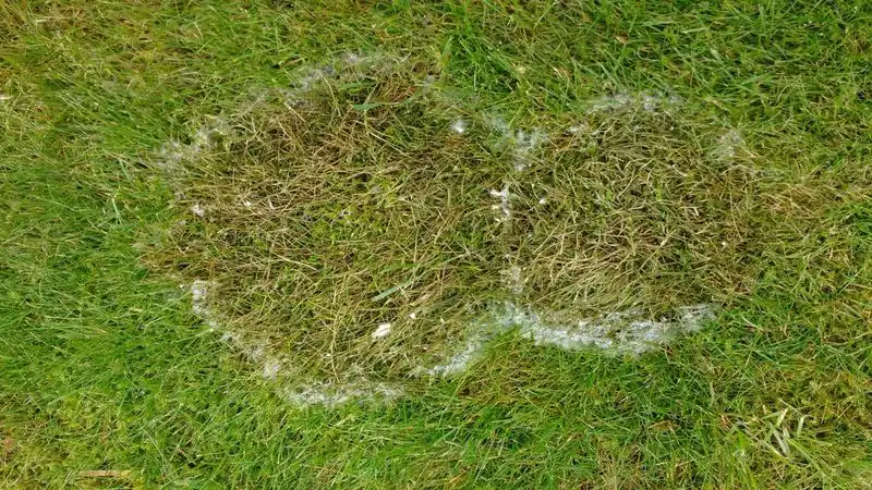 Fusarium Patch