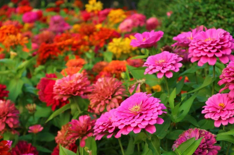 Zinnia