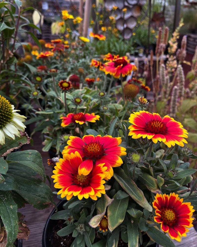 Gaillardia