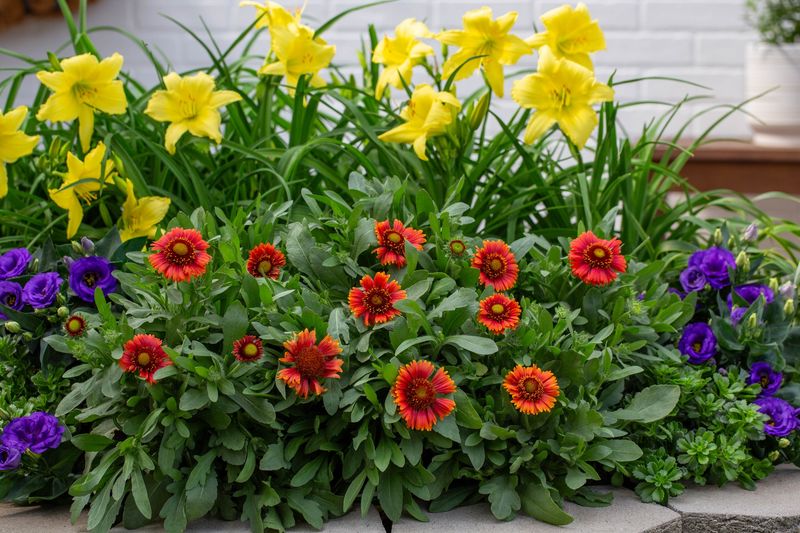 Gaillardia