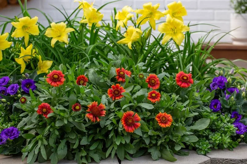 Gaillardia