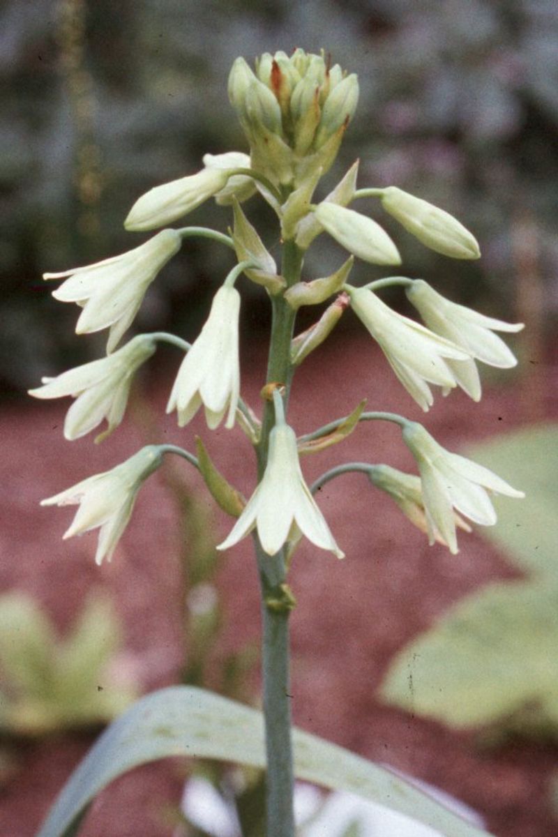 Galtonia