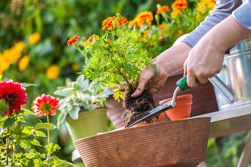 Garden Fork Pest Control