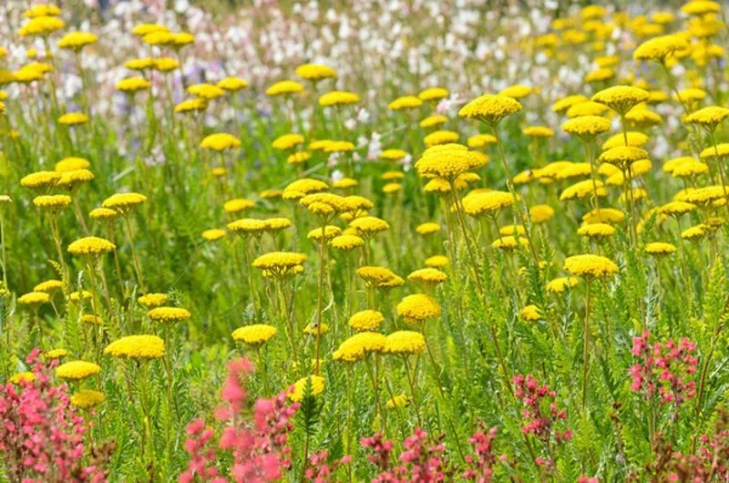 Yarrow