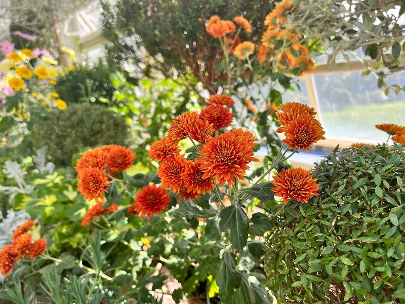 Garden Mum