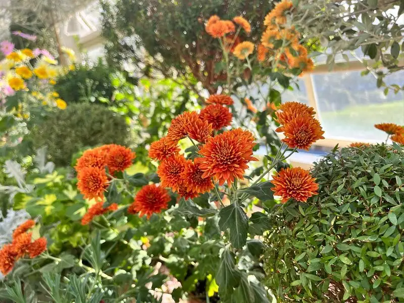 Garden Mum