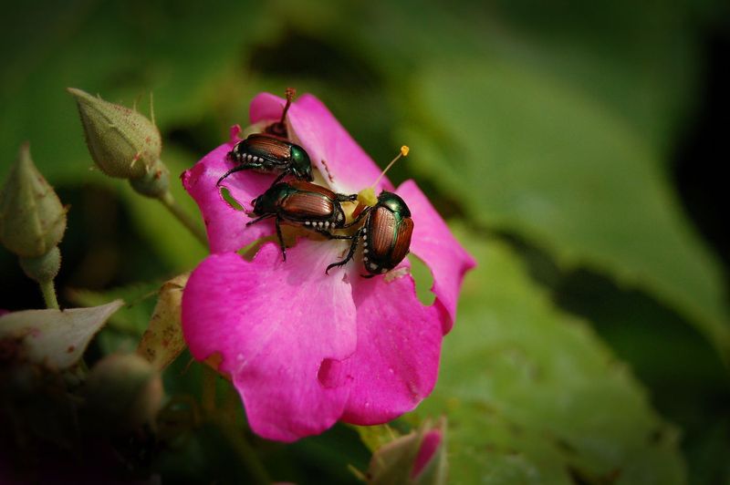 Beneficial Nematodes Introduction