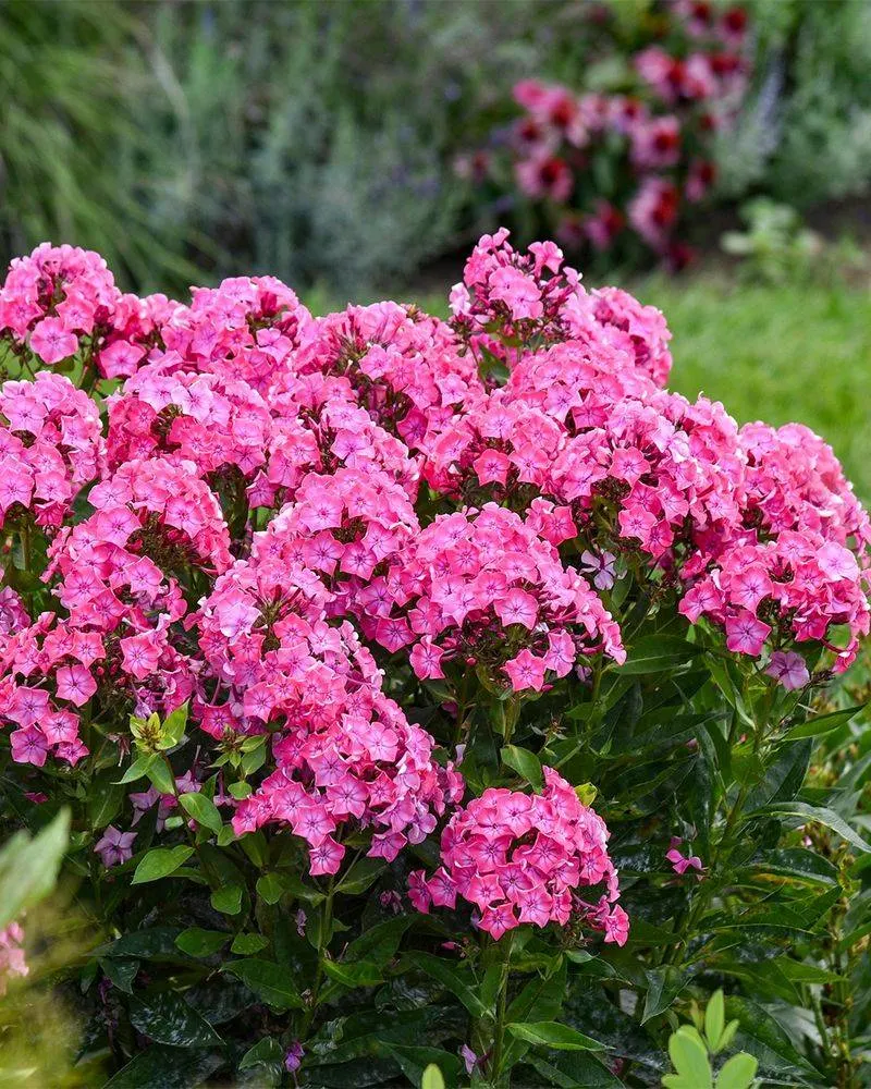 Garden Phlox (Phlox paniculata)